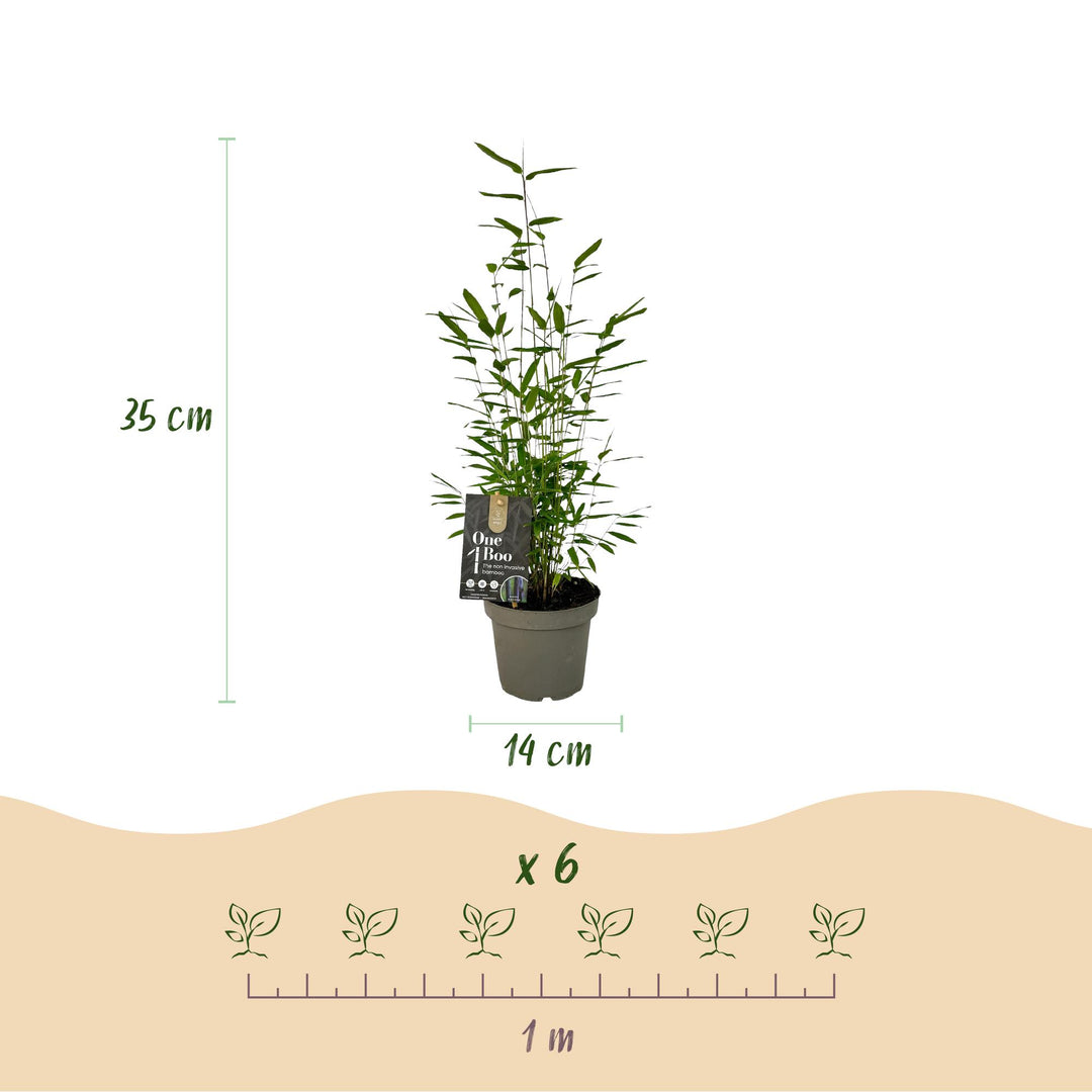 12 Fargesia Black Dragon clumping bamboo plants in 14cm pots - view 3