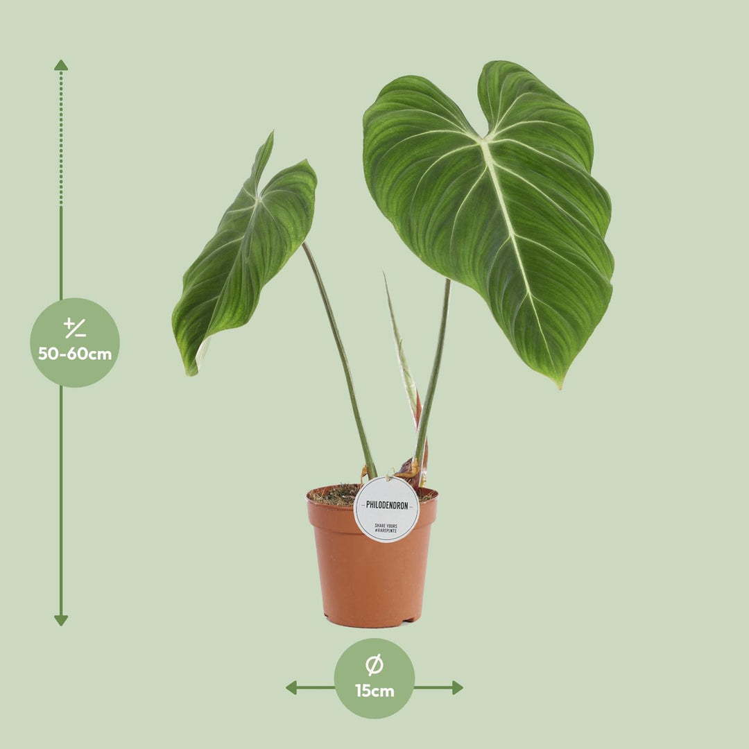 Philodendron Plant 60cm - Easy Care Indoor Houseplant Air Purifier