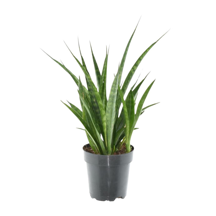 Sansevieria Snake Plant in a modern pot, 38cm tall, ideal for low light indoor spaces, by Everspring.