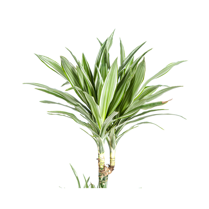 Dracaena White Stripe Indoor Plant 170-190cm Ø27cm Pot