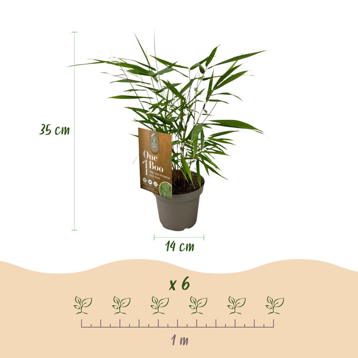 12 Fargesia Asian Wonder clumping bamboo plants in 14cm pots - view 3