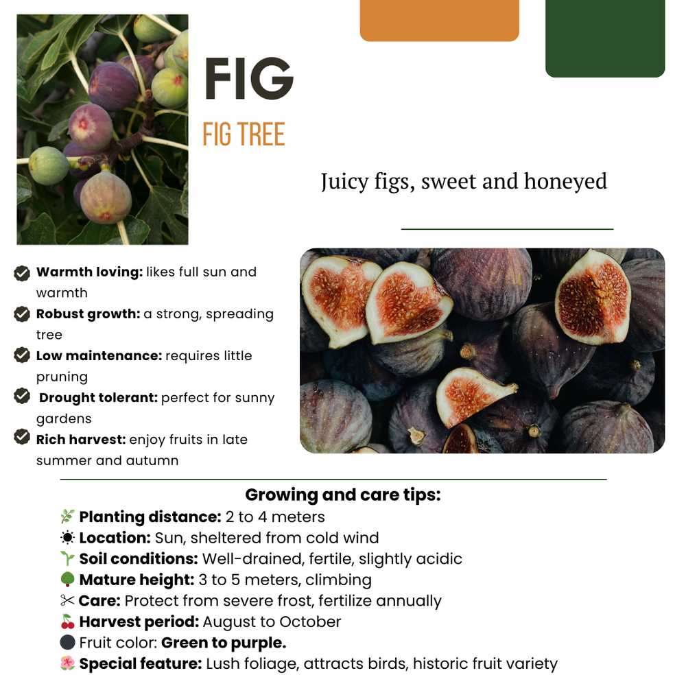 Zoete oogst trio BIO fruitplanten set with three varieties, featuring lush green foliage and ripe fruit