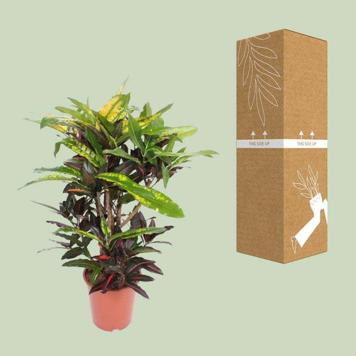 Croton Mango Plant 27cm - Codiaeum Multi-Colored Indoor Plant