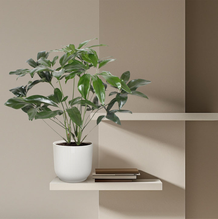 Philodendron Green Wonder houseplant with heart-shaped leaves, 120cm tall, by Everspring, ideal for indoor greenery.