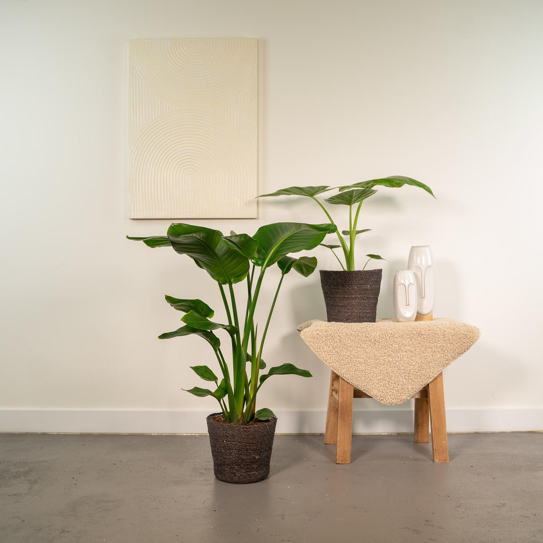 Lush green Strelitzia Nicolai plant with large, tropical leaves from Everspring, ideal for indoor spaces.