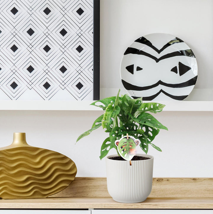 Monstera Obliqua Monkey Leaf Plant - 25cm Indoor Houseplant