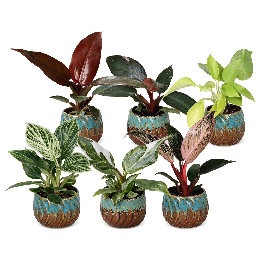 Baby Philodendron Family houseplants, pack of 6 in growing pots, image 2