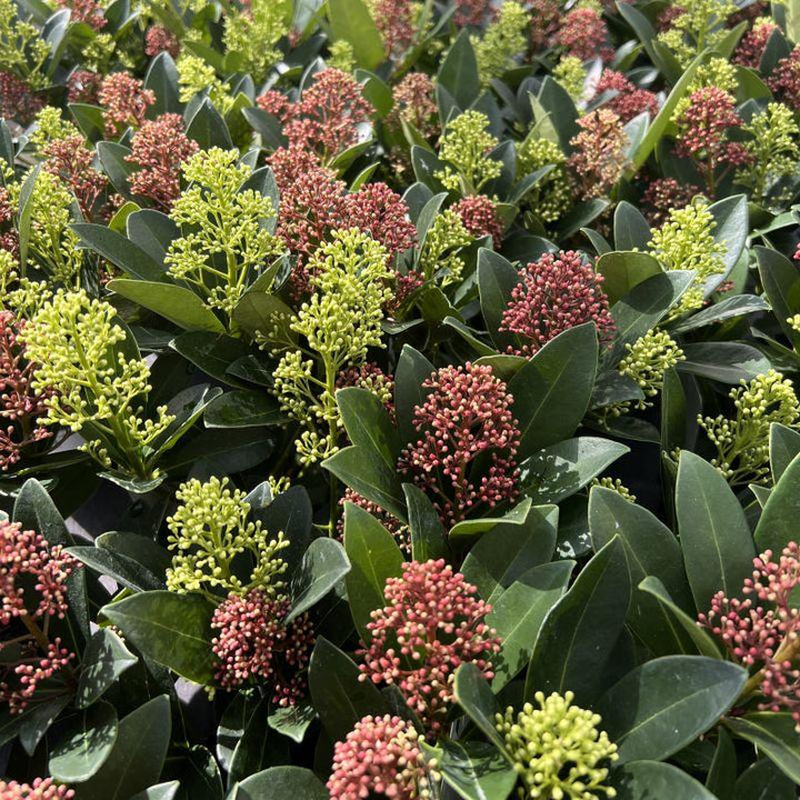 Duo of 2 Skimmia japonica 'Rubella' and 'Finchy' plants in 19cm pots, 60cm tall - view 4