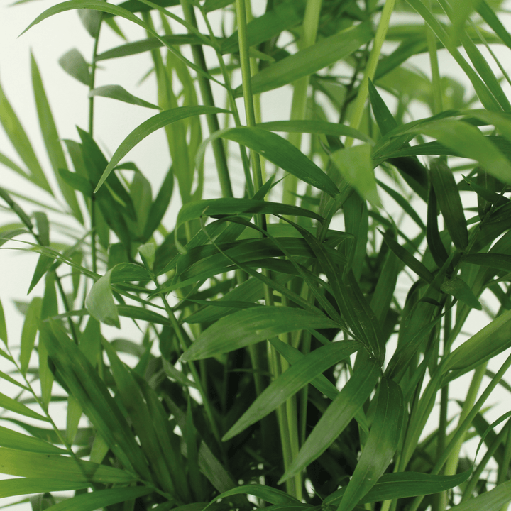 Chamaedorea Elegans Mexican Mountain Palm - 55cm Indoor Houseplant
