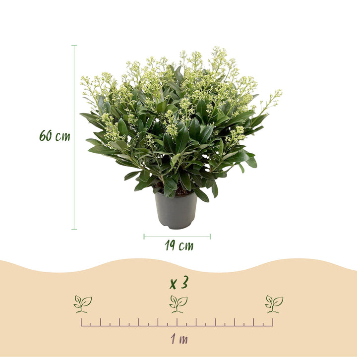 Skimmia japonica 'Finchy' in a 19cm pot, 60cm tall - view 3