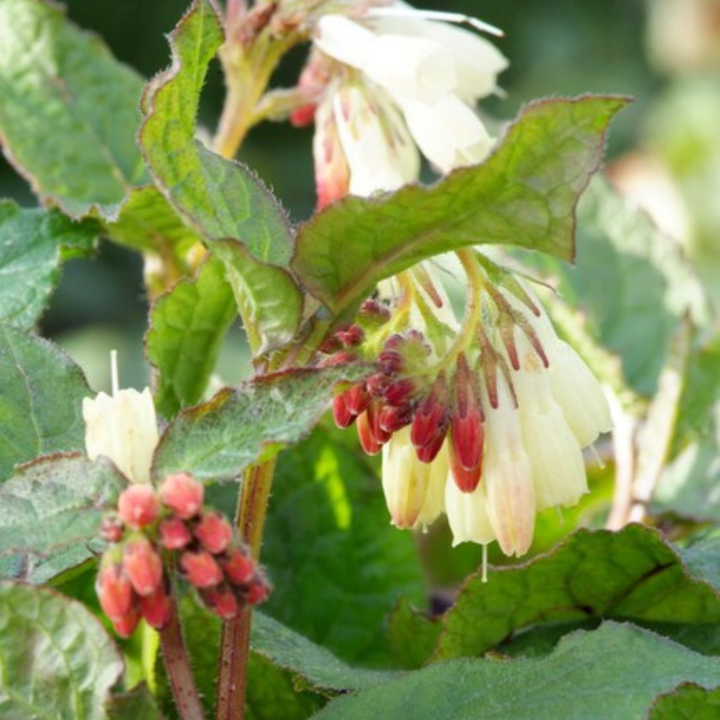 24x Symphytum grandiflorum - ↕10-25cm - Ø9cm