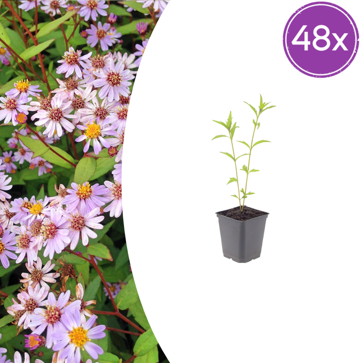 48x Kalimeris incisa 'Blue Star' - ↕10-25cm - Ø9cm