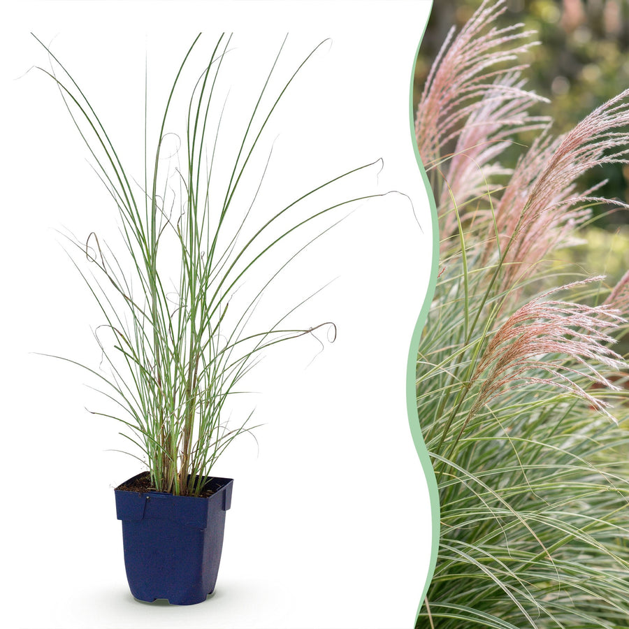 Pack of 24 Miscanthus sinensis 'Morning Light' maiden grass plants in 11cm pots