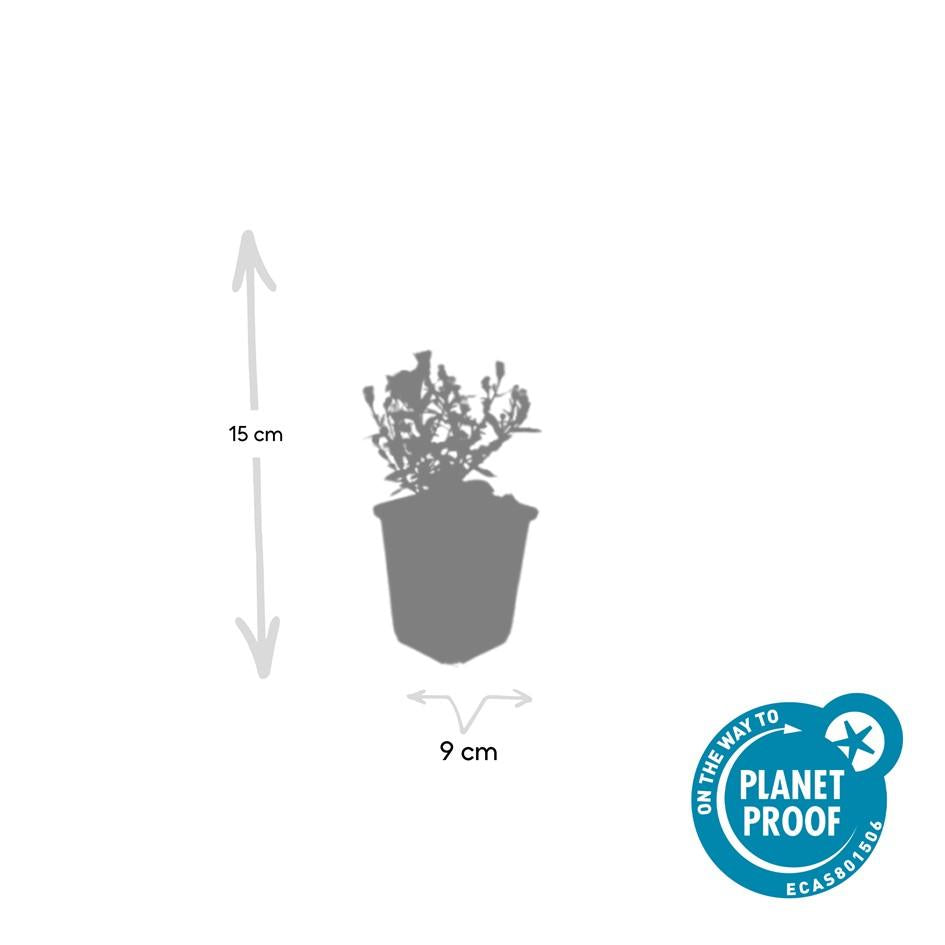 24x Aster 'Prof. Anton Kippenberg' Paaien - Ø9cm Potten