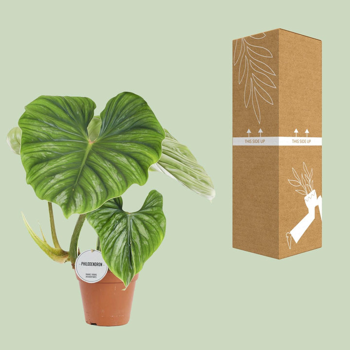 Philodendron Plowmanii 15cm Pot - Low Light Houseplant 50cm Tall