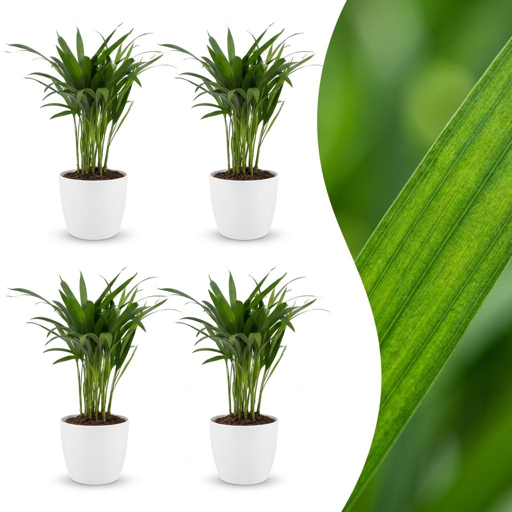 Areca Lutescens - Areca Palm - 4 Plants - with Potter Wit - Pot 12cm - Height - 45cm