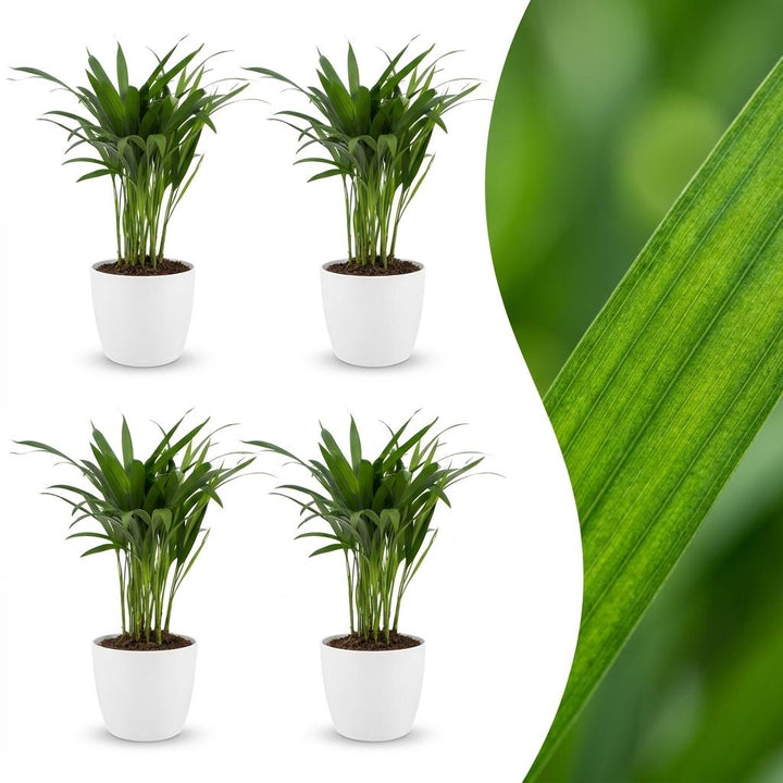 Areca Lutescens - Areca Palm - 4 Plants - with Potter Wit - Pot 12cm - Height - 45cm