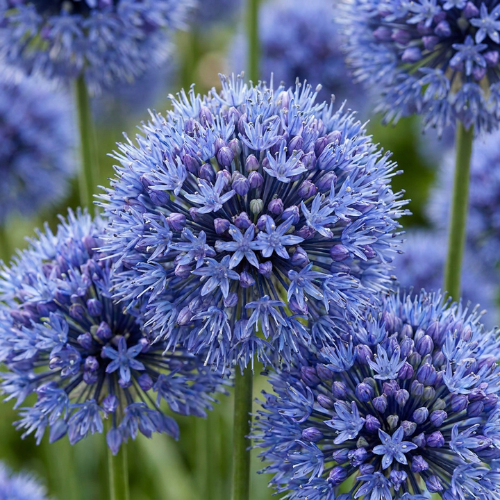 320x Allium Caeruleum - Ail bleu - Bleu - Floraison estivale - Calibre 4/5