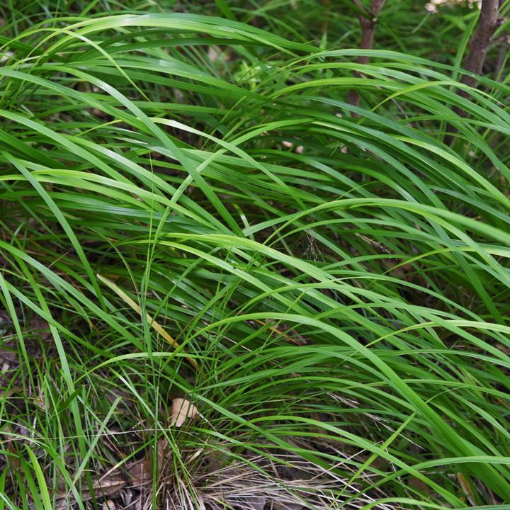 24x Carex morrowii - ↕10-25cm - Ø9cm