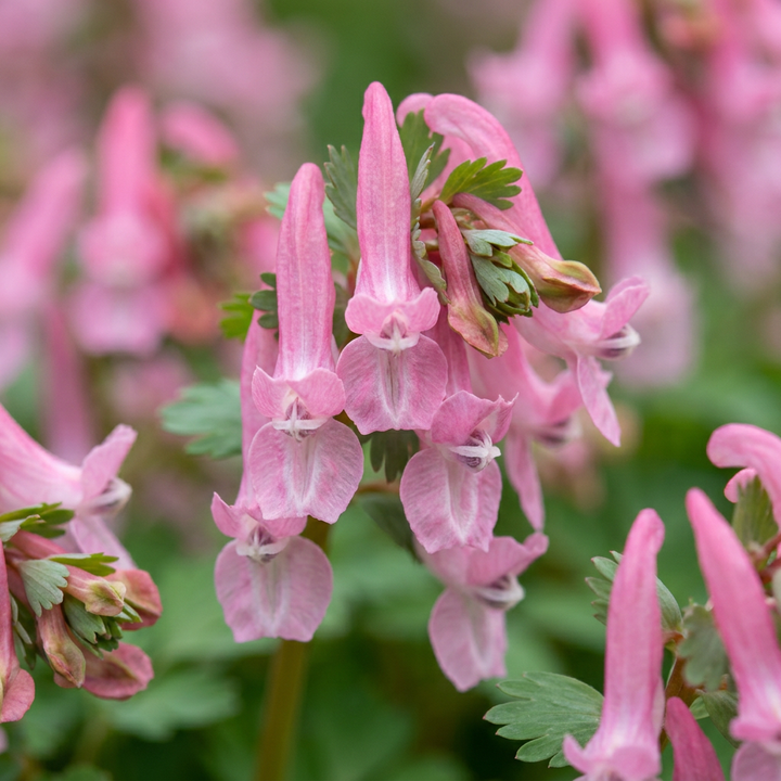 160x Corydalis Beth Evans - Corydale Beth Evans - Blanc et Violet - Bulbe naturalisant - Calibre 6/+