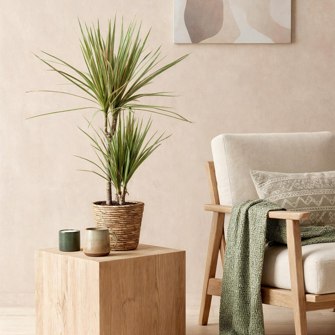 Dracaena 'Sunray' (Dracaena marginata 'Sunray'), detail view 3