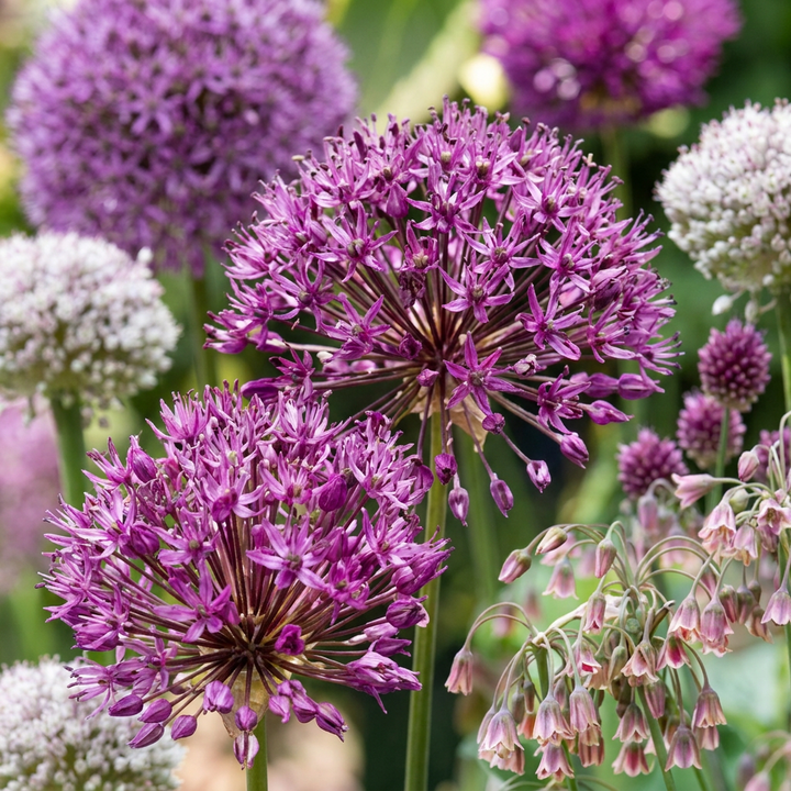 640x Bulb Garden Allium - Ail d'ornement - Divers - Floraison estivale - Calibre 10/12