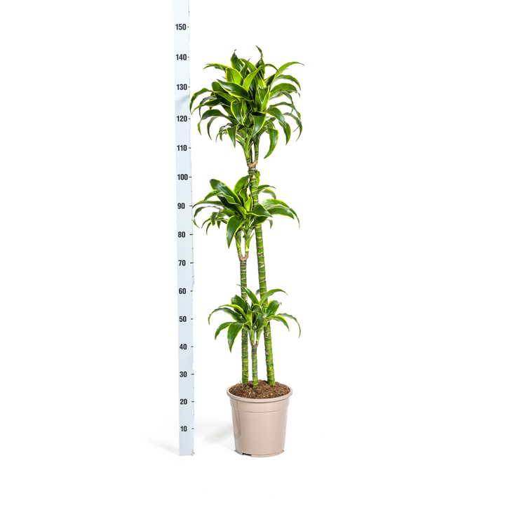 Dracaena Deremensis Dorado 120-140cm - Dark Green with Yellow Edge