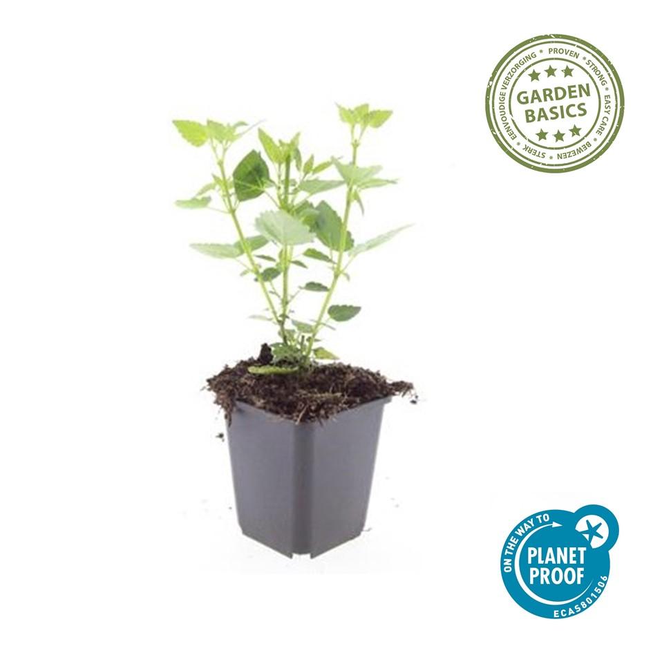 24x Agastache Blue Fortune Planten - Lavendelblauwe Perennial - Ø9cm Potten