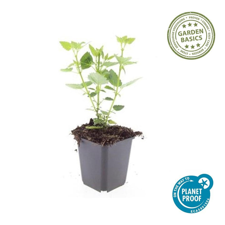 24x Agastache Blue Fortune Planten - Lavendelblauwe Perennial - Ø9cm Potten