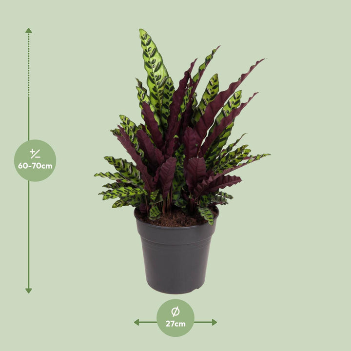 Calathea Lancifolia Rattlesnake Plant - 27cm Pot - 70cm Tall