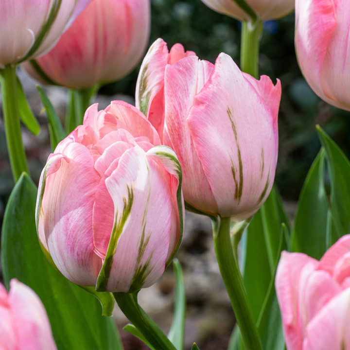 96x Tulipa Double Pink - Tulipe double rose - Rose - Floraison printanière - Calibre 11/12