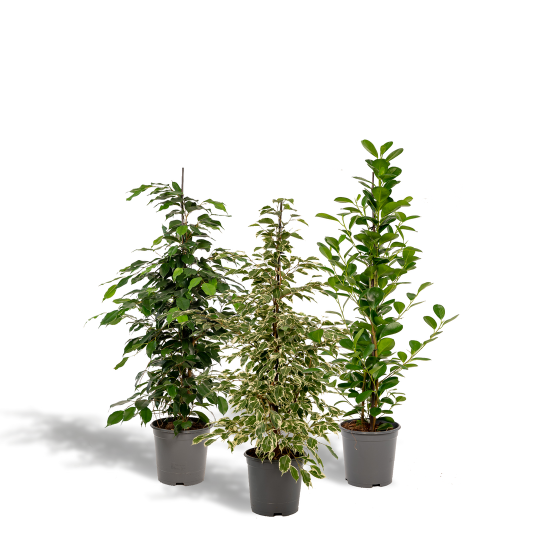 Ficus Trio Plant Set - 3 Air-Purifying Plants - 21cm Pots - 95cm