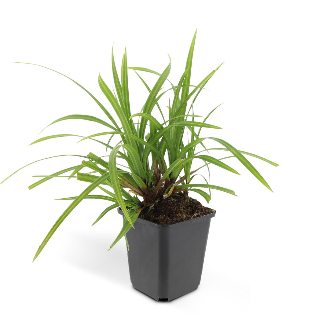 Carex Morrowi Irish Green - Evergreen Groundcover Plants 60 Pack