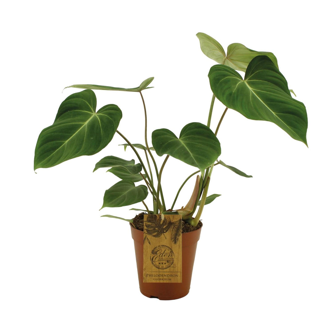 Philodendron Gloriosum - Velvet Heart-Shaped Leaves Indoor Plant