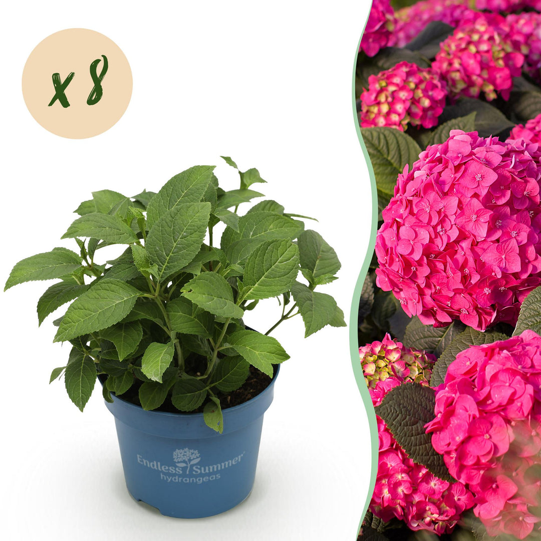 8 Hydrangea macrophylla Endless Summer Summer Love Red plants in 14cm pots