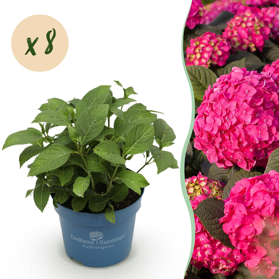 8 Hydrangea macrophylla Endless Summer Summer Love Red plants in 14cm pots