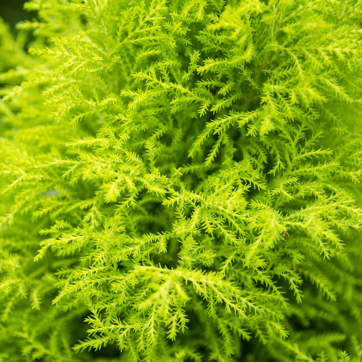 Cupressus 'Goldcrest Wilma' golden lemon-scented conifer, 21cm pot, 85-95cm, supplied with a white potter - view 5