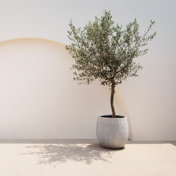 Olea Europaea olive tree on stem 90cm — single woody trunk with rounded canopy of grey-green olive leaves in a Ø19cm pot, evergreen terrace and balcony tree