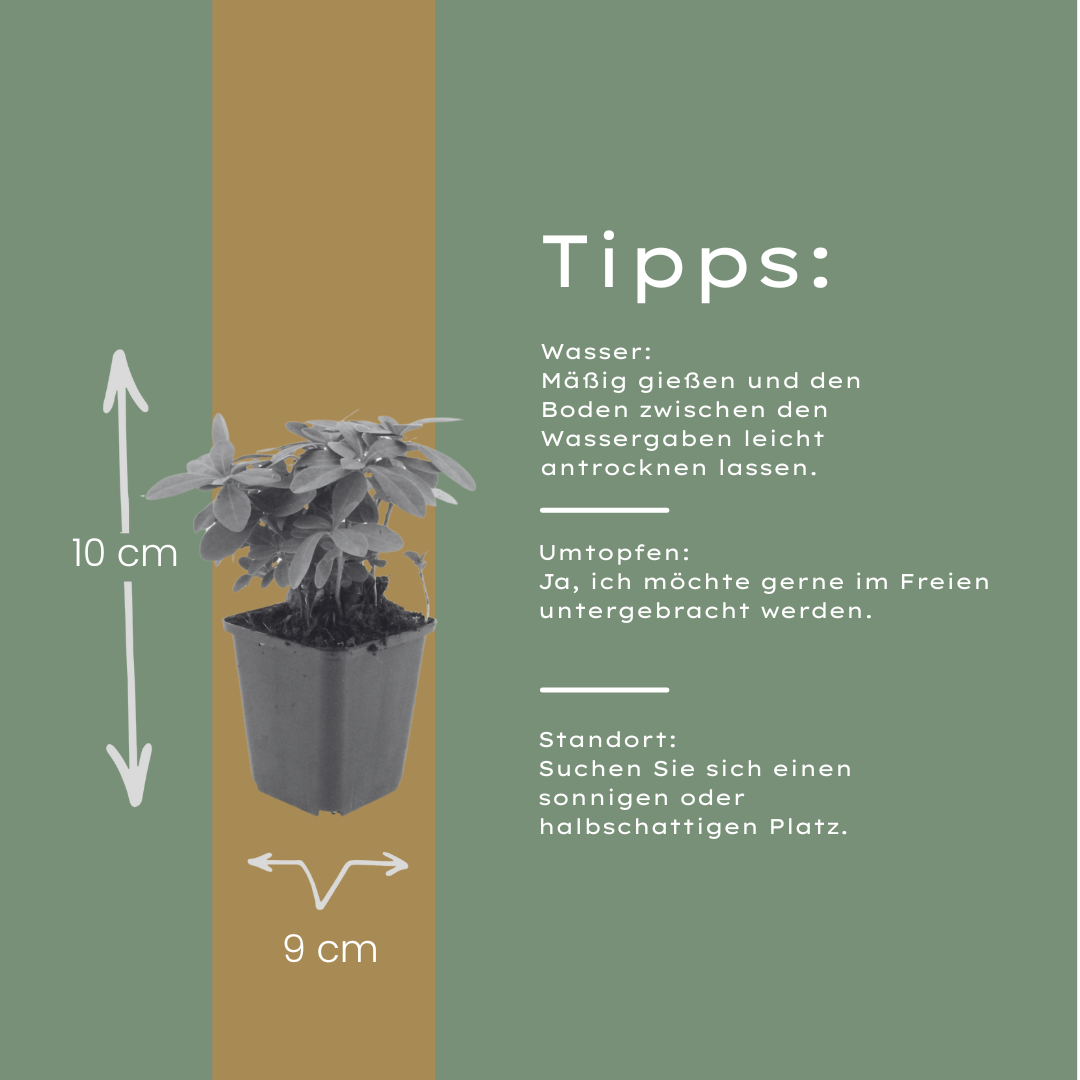 48x Euphorbia amygdal. robbiae - ↕10-25cm - Ø9cm