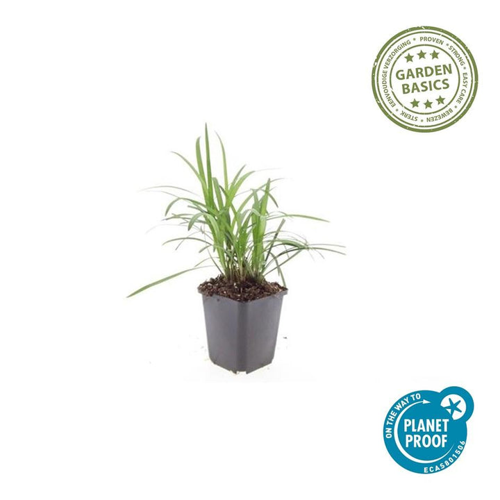 Liriope Muscari Monroe White - Evergreen Groundcover Plants