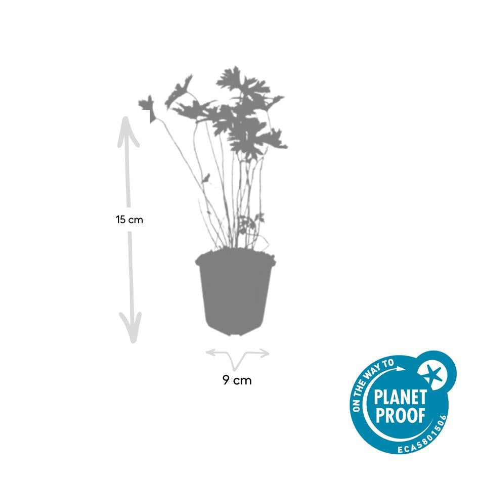 48x Geranium 'Johnson's Blue' - ↕10-25cm - Ø9cm