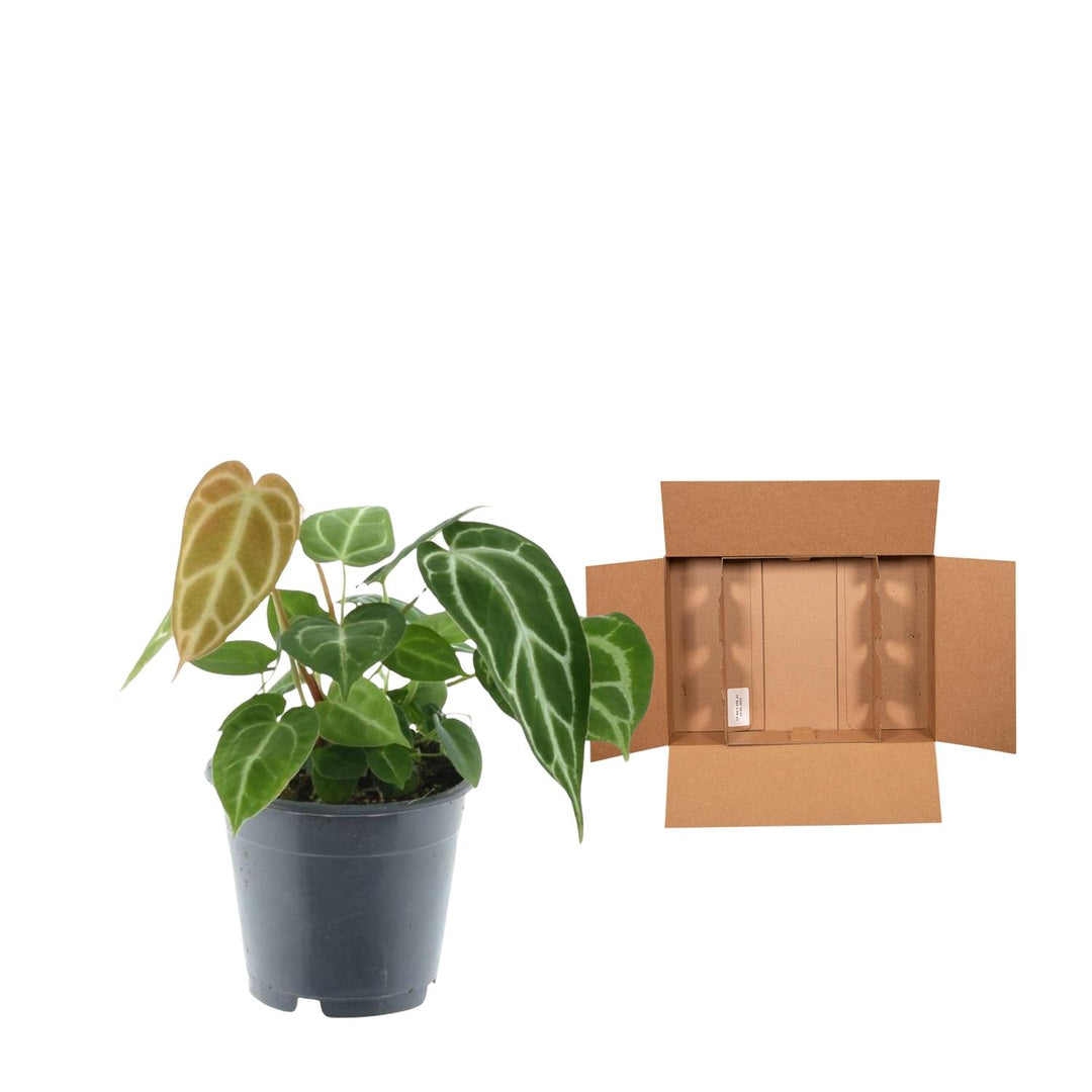 Anthurium Crystallinum - Velvety Heart-Shaped Leaves Houseplant