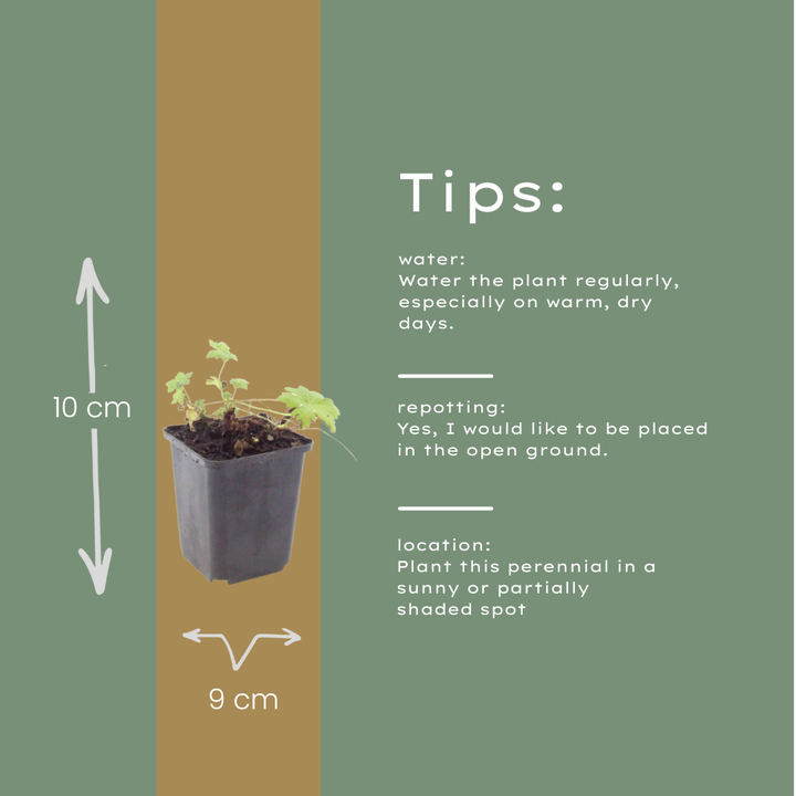 60x Geranium macr. 'White Ness' - ↕10-25cm - Ø9cm