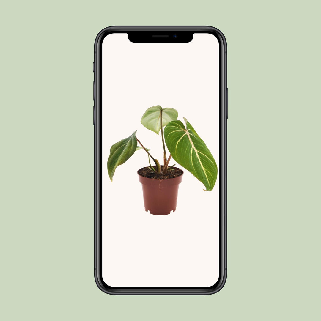 Philodendron Gloriosum - Velvety Heart-Shaped Leaves Indoor Plant