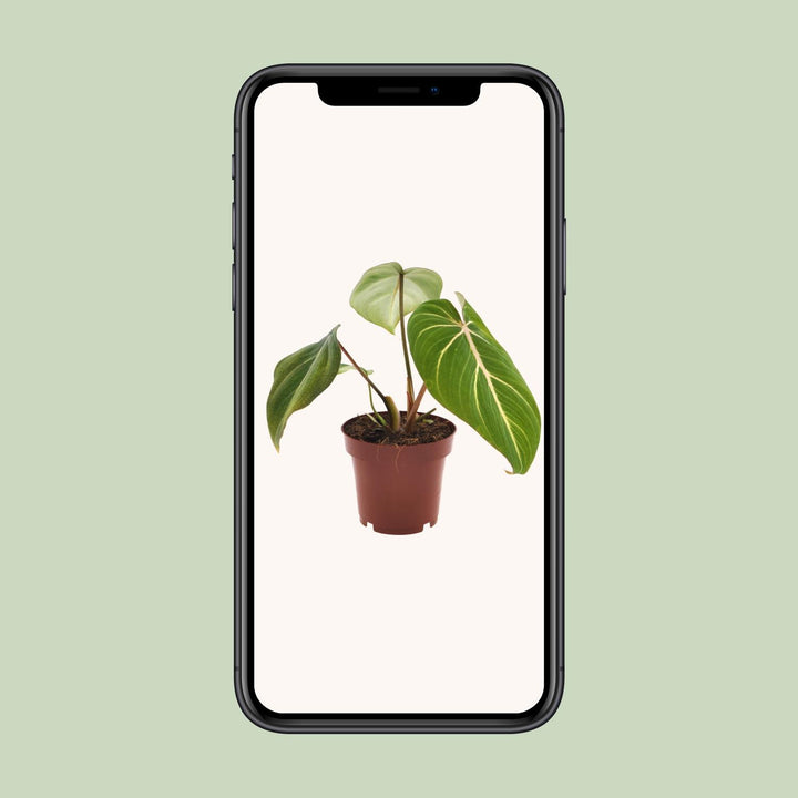 Philodendron Gloriosum - Velvety Heart-Shaped Leaves Indoor Plant