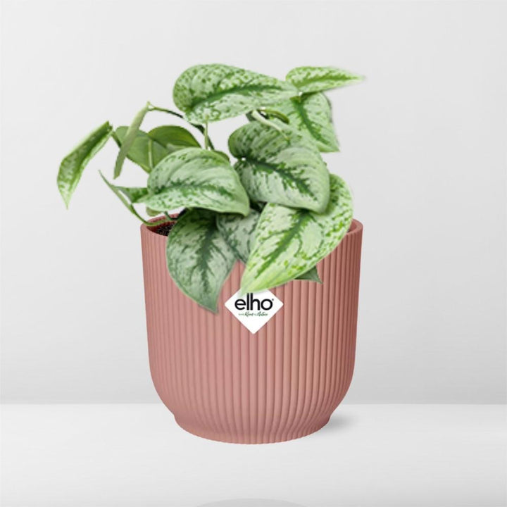Satin Pothos Trebie (Scindapsus pictus 'Trebie') in a pink ELHO Vibes pot, view 6