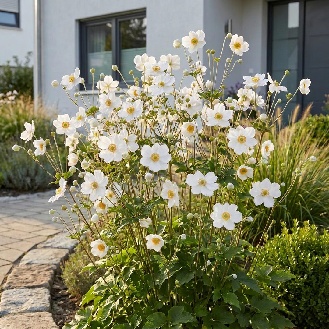 Plante vivace - Anemone hybr. Hon. Jobert - Anémone d'automne - Ombre - Blanc - 24 Plantes - Pot de 11 cm - Hauteur 15-25 cm