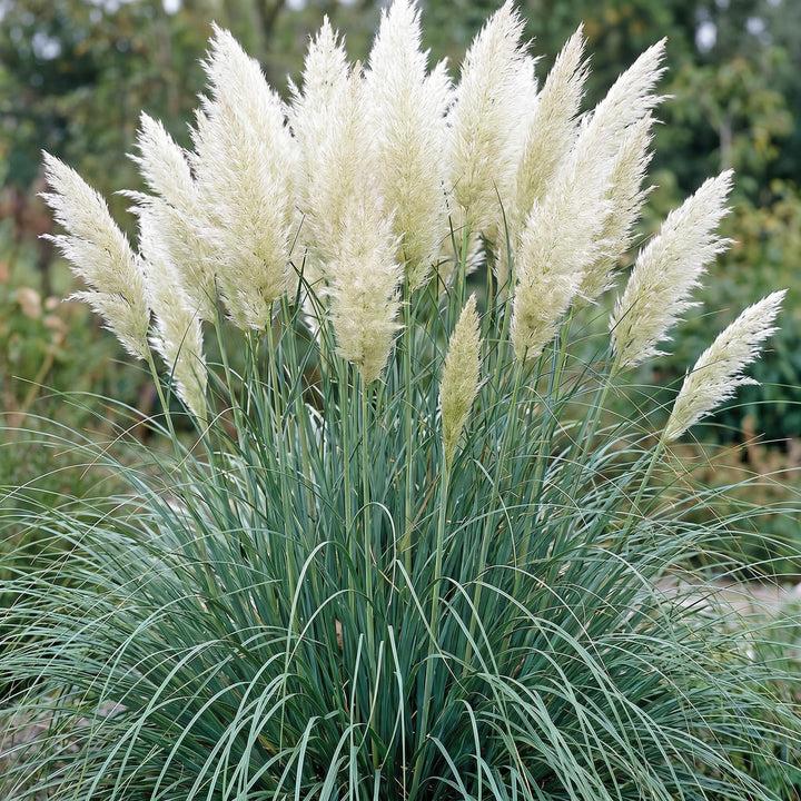 24x Cortaderia selloana Pumila dwarf pampas grass in 11cm pots - view 5