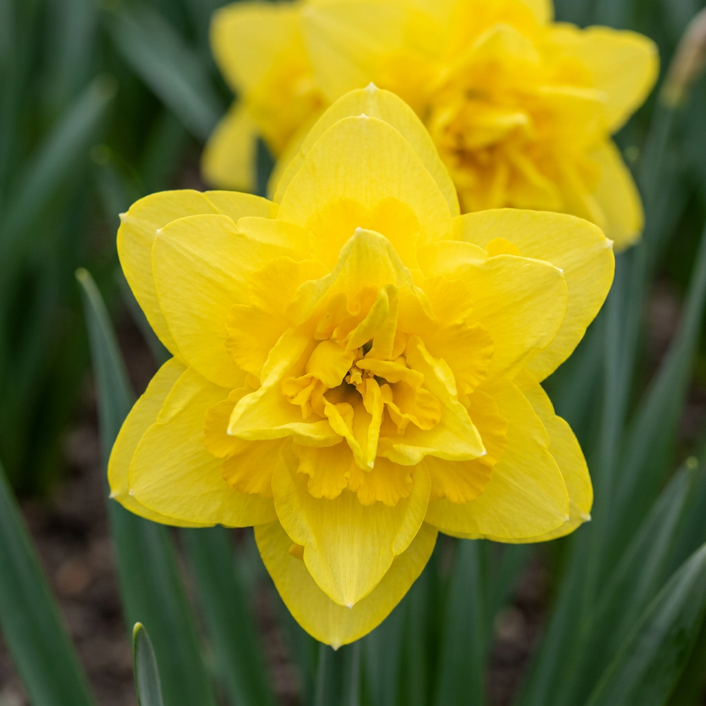 80x Narcissus Golden Ducat - Narcisse Golden Ducat - Jaune - Floraison printanière - Calibre 12/14