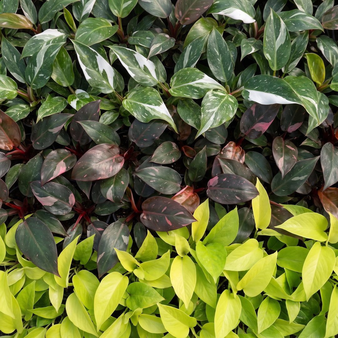 Baby Philodendron Tricolour trio, 3 indoor plants in 6cm pots, image 4